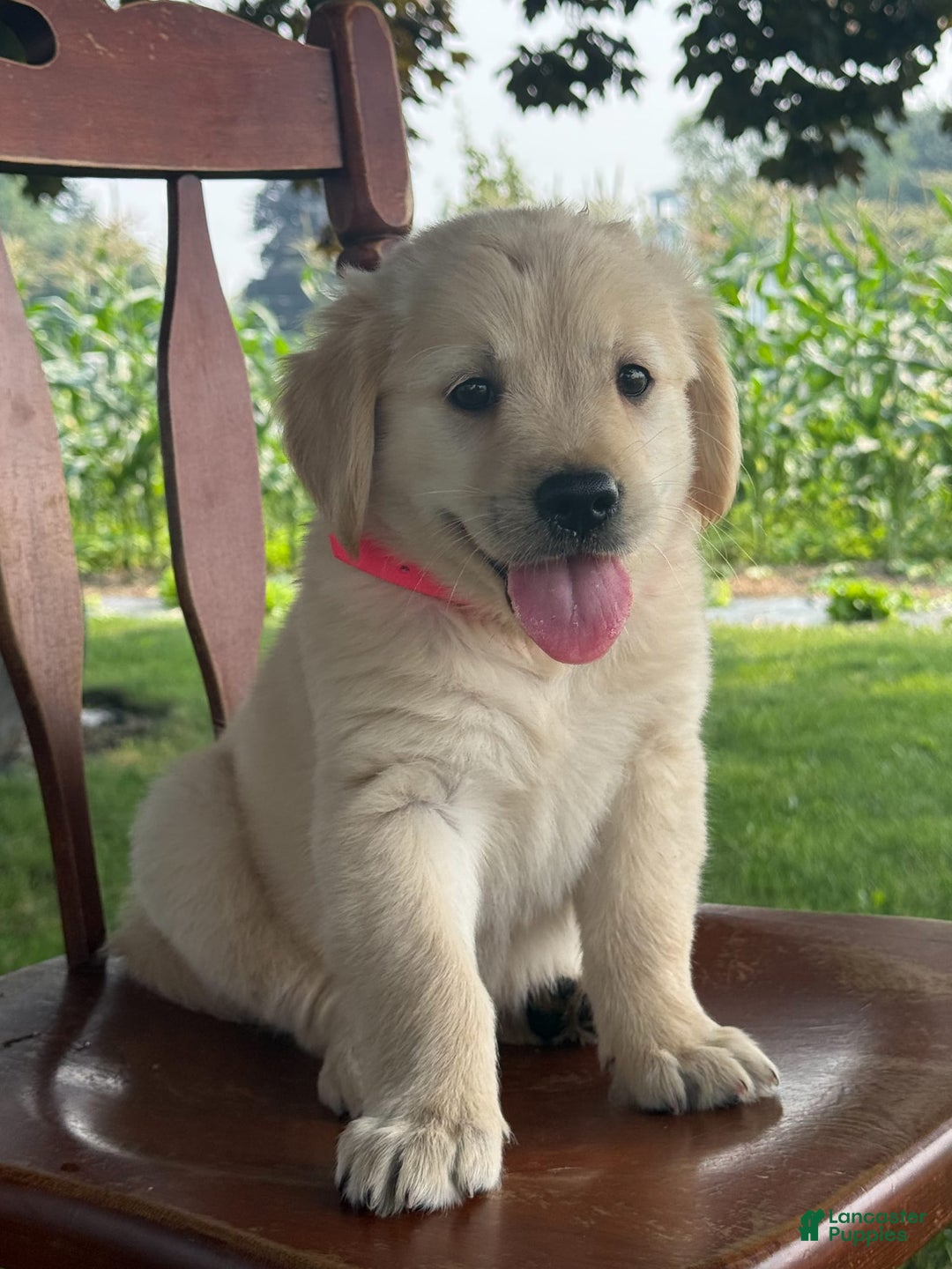 Golden Retriever dogs for sale: Joyful Jewel - Image 8