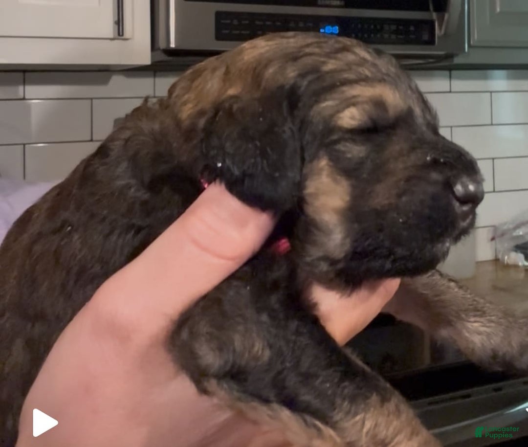 Bernedoodle dogs for sale: Pink Collar Girl - Image 5