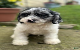 Cavapoo dogs for sale: Frankie - Image 6