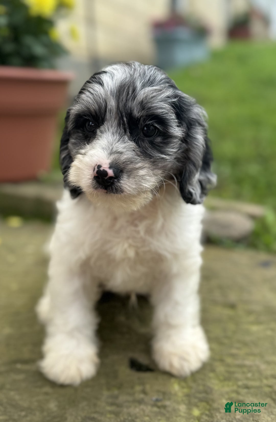 Cavapoo dogs for sale: Frankie - Image 6