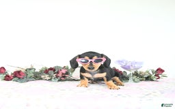 Miniature Dachshund dogs for sale: Cola - Image 13