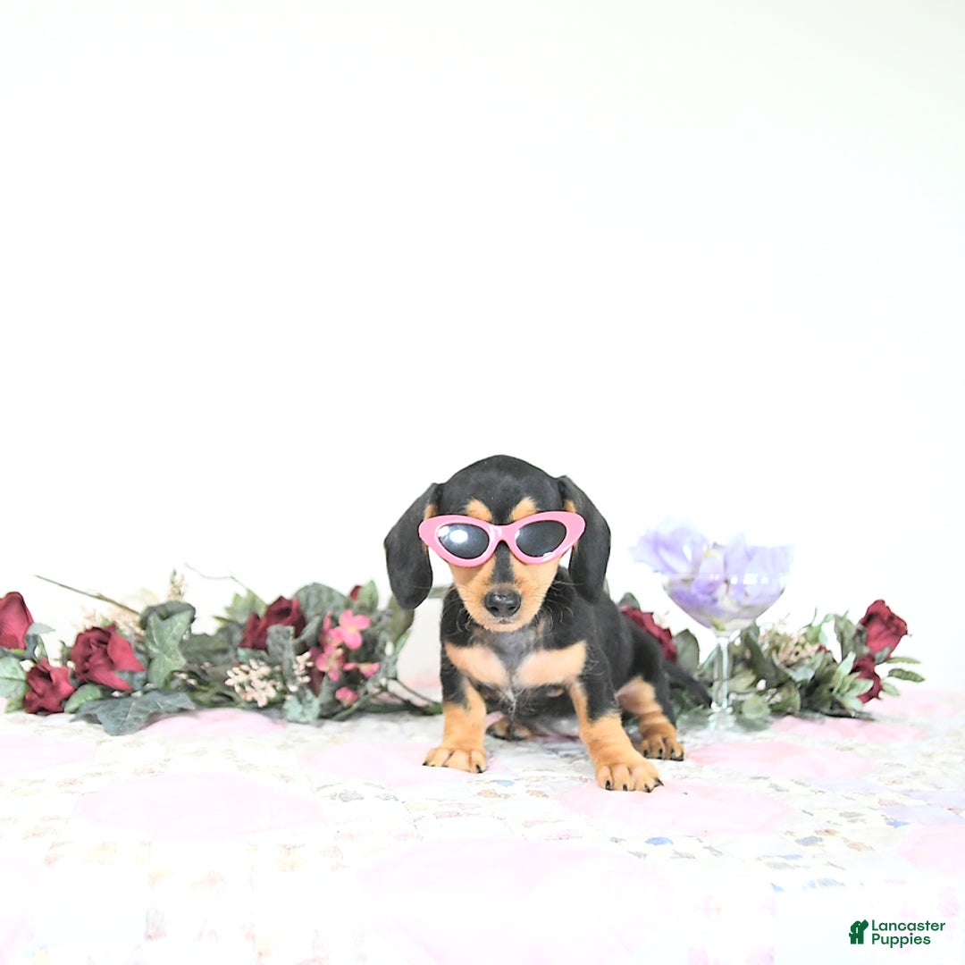 Miniature Dachshund dogs for sale: Cola - Image 13