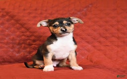 Chihuahua dogs for sale: Joey - Image 2