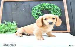 Dachshund dogs for sale: Benson - Image 3