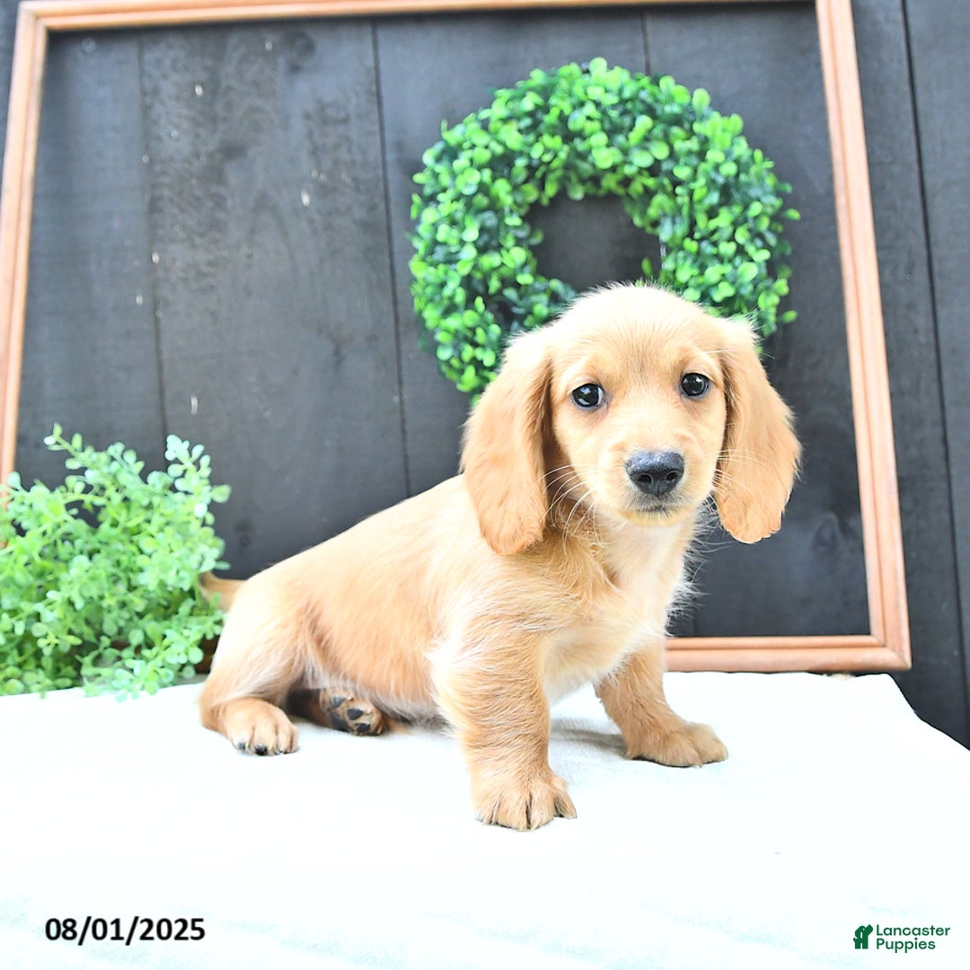 Dachshund dogs for sale: Benson - Image 3