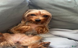 Yorkshire Terrier dogs for sale: Lola - Image 16