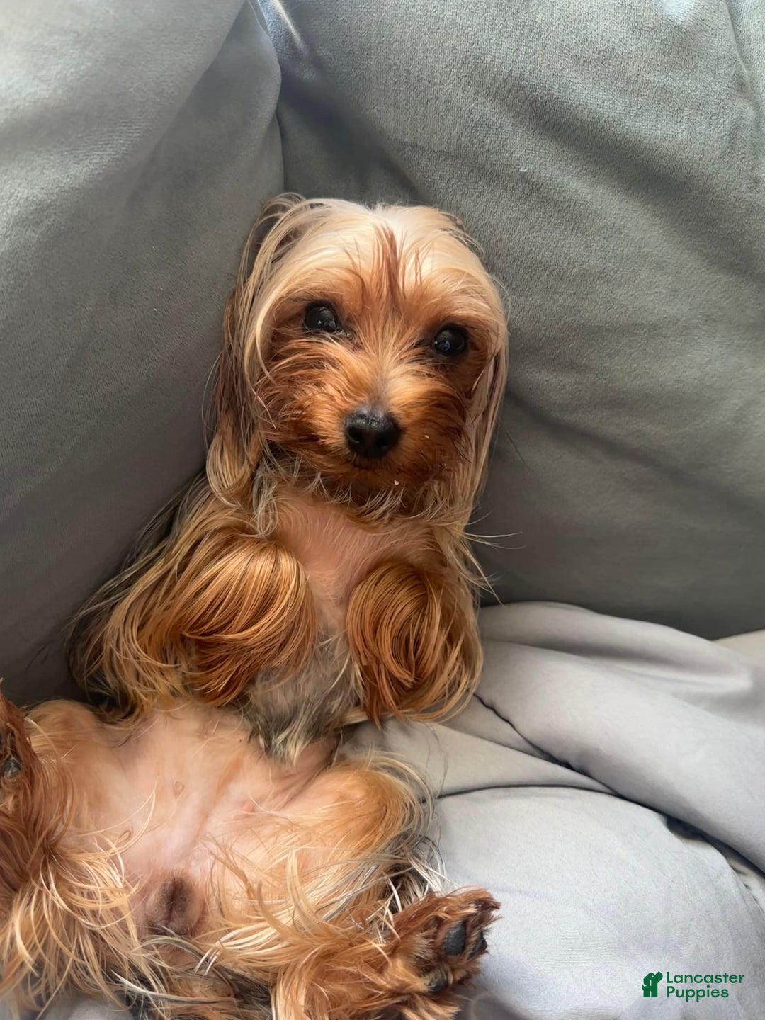 Yorkshire Terrier dogs for sale: Lola - Image 16