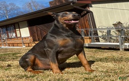 Doberman Pinscher dogs for sale: Male Puppy - Image 31
