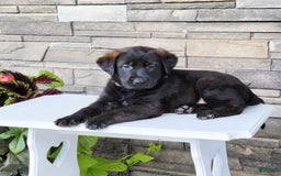 Labrador Retriever dogs for sale: Cami - Image 4