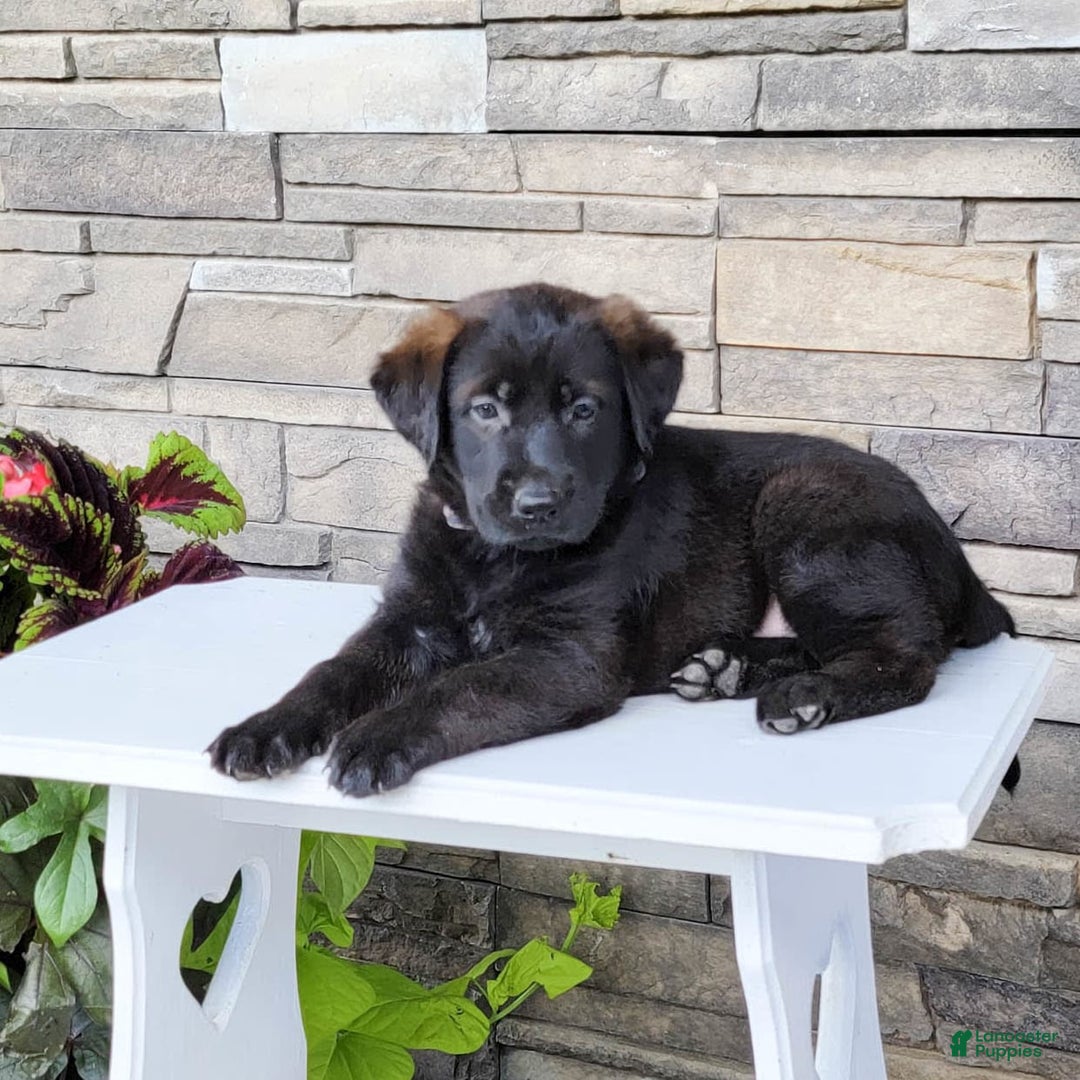 Labrador Retriever dogs for sale: Cami - Image 4