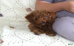 Toy Poodle dogs for sale: Eleanor - Image 22
