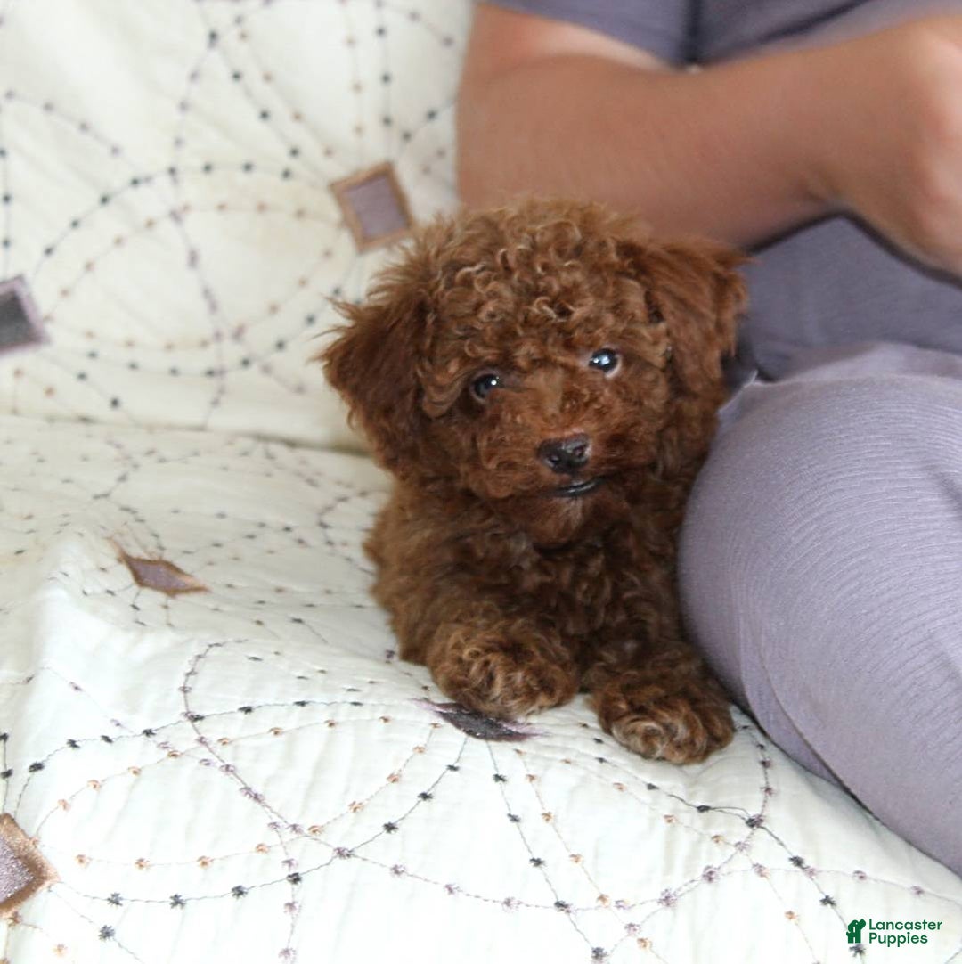 Toy Poodle dogs for sale: Eleanor - Image 22