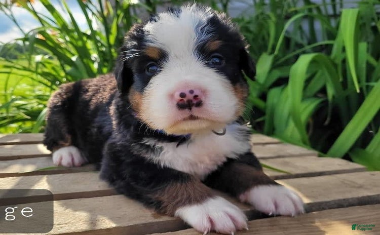 Bernese Mountain Dog dogs - Advert 2