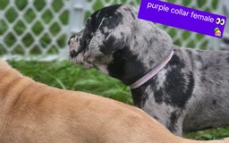 Great Dane dogs for sale: Purple collar - Image 6