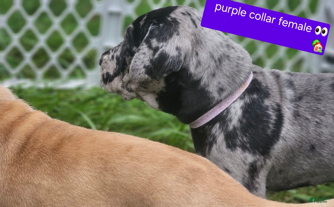 Great Dane dogs for sale: Purple collar - Image 6