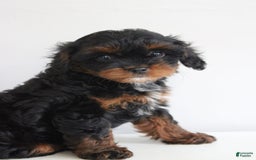 Cavapoo dogs for sale: Skye - Image 7