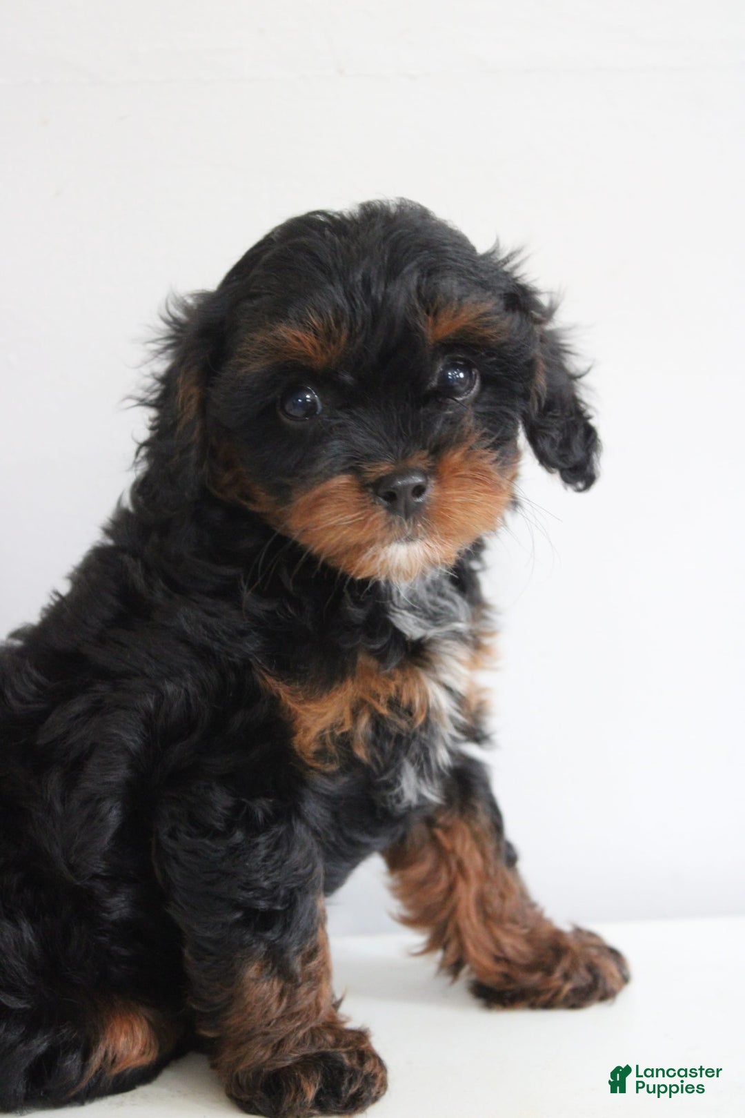 Cavapoo dogs for sale: Skye - Image 7