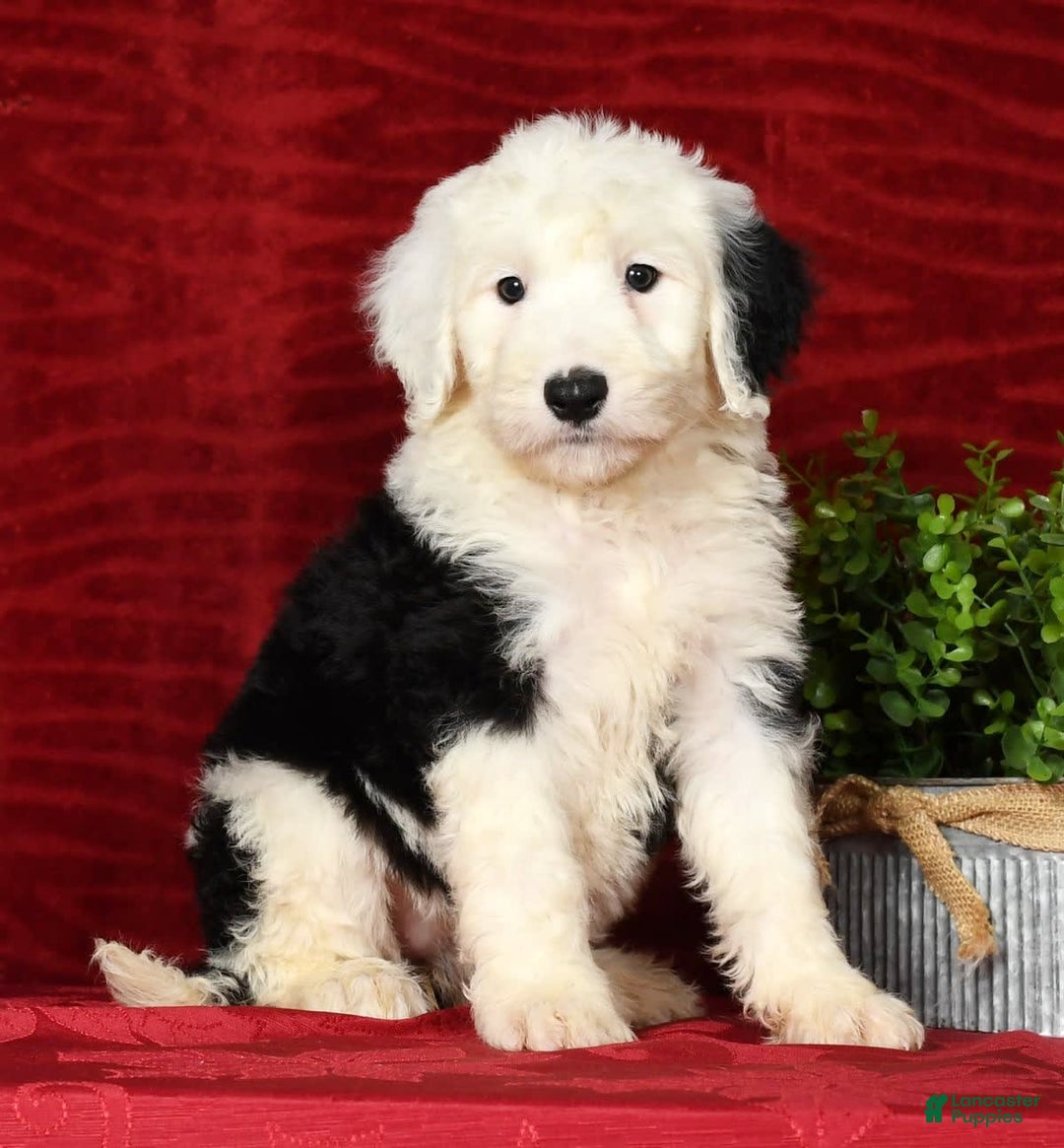 Sheepadoodle dogs for sale: Daisy - Image 2
