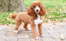Miniature Poodle dogs for sale: Rico - Image 11