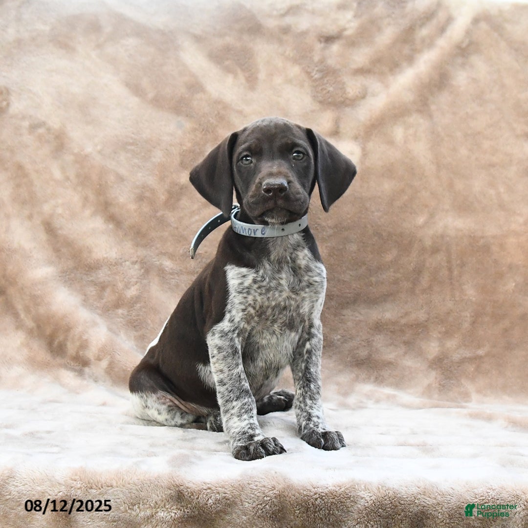 German Shorthaired Pointer dogs for sale: Baltimore - Image 1