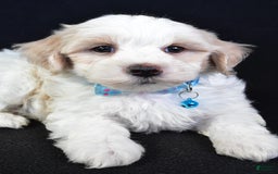 Maltipoo dogs for sale: Bruce - Image 5