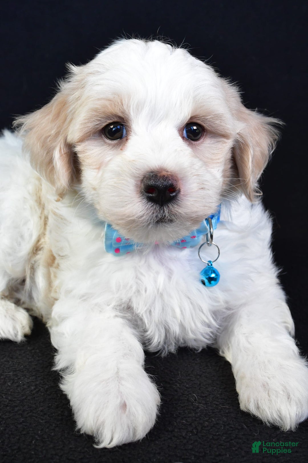 Maltipoo dogs for sale: Bruce - Image 5