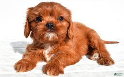 Cavapoo dogs for sale: Charlie - Image 4