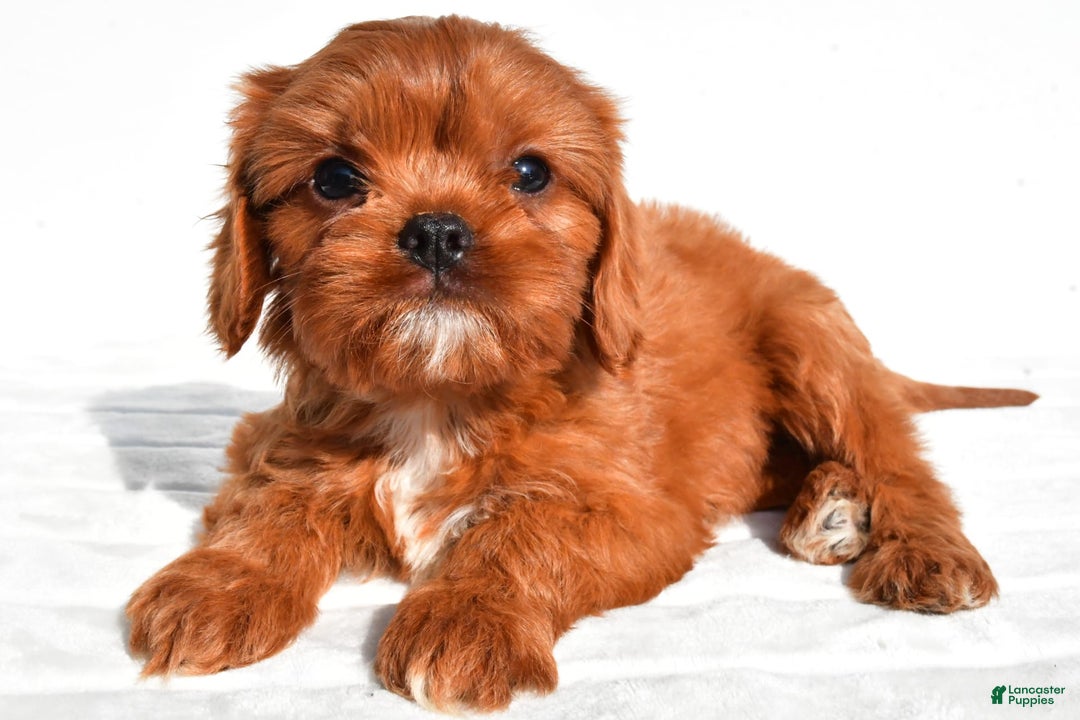 Cavapoo dogs for sale: Charlie - Image 4