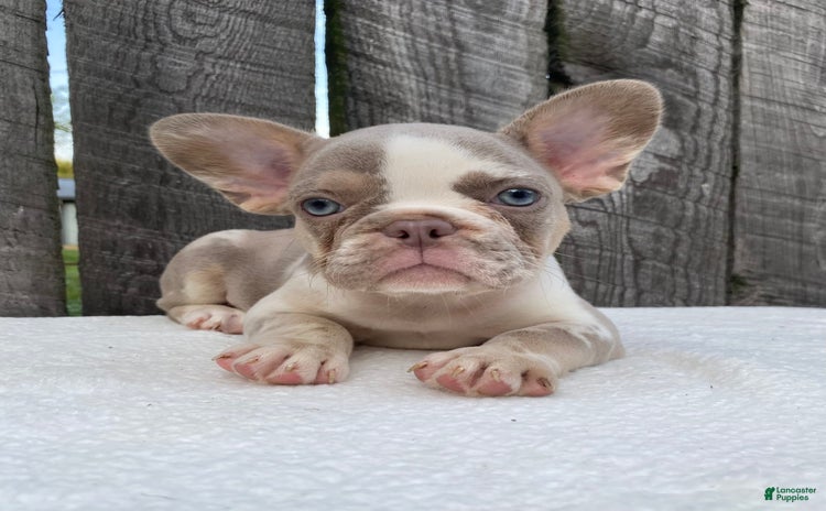 French Bulldog dogs for sale - Ad 1