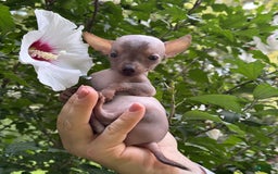 Chihuahua dogs for sale: Krillin - Image 2