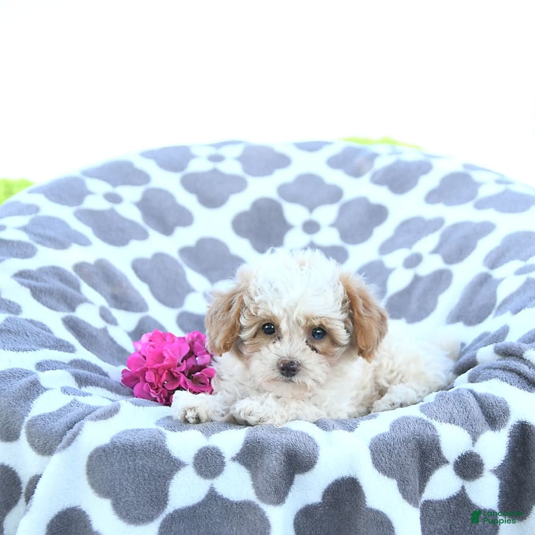Toy Poodle dogs for sale: Karter - Image 4
