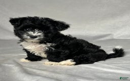 Yochon dogs for sale: Zoey - Image 7