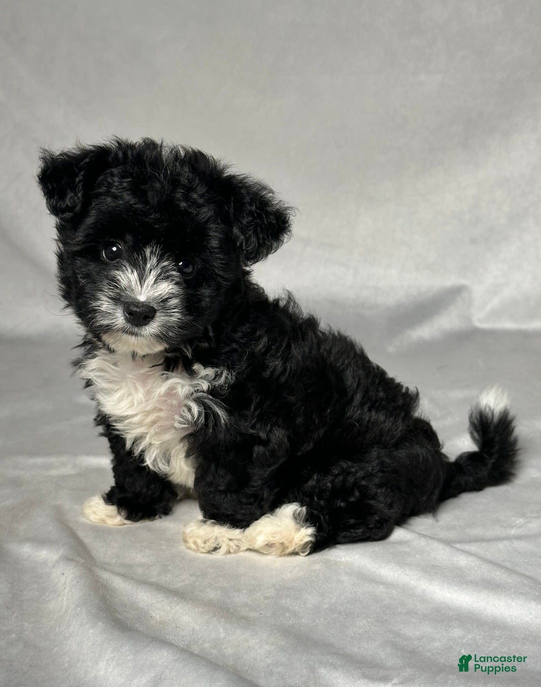 Yochon dogs for sale: Zoey - Image 7