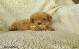 Mini Goldendoodle dogs for sale: Fiona - Image 3