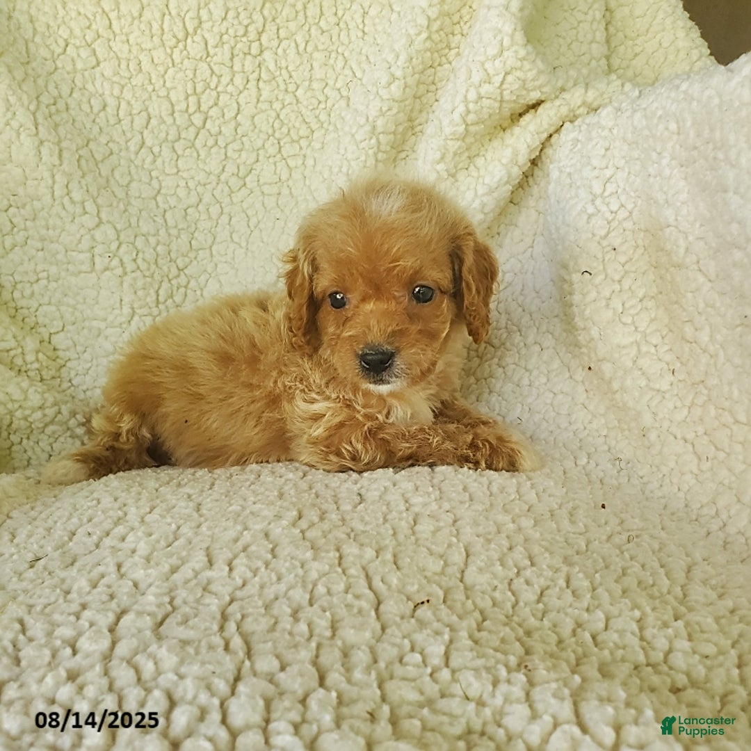 Mini Goldendoodle dogs for sale: Fiona - Image 3