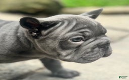 French Bulldog dogs for sale: Blue - Image 1