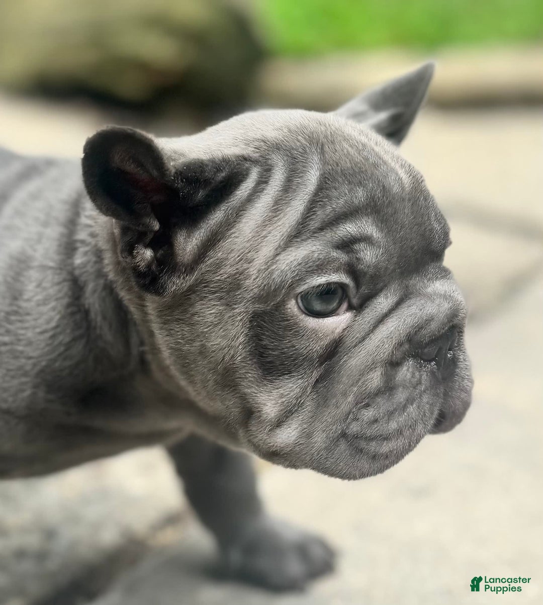 French Bulldog dogs for sale: Blue - Image 1