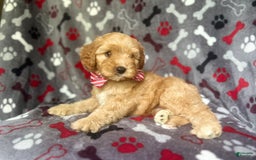 Cavapoo dogs for sale: Spade - Image 2