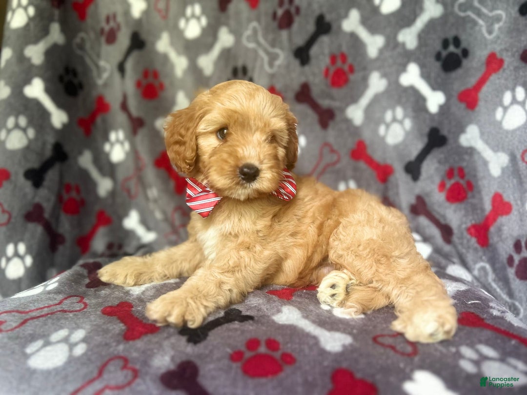 Cavapoo dogs for sale: Spade - Image 2