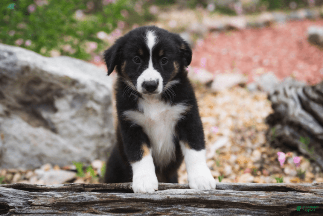 Australian Shepherd dogs for sale: Luna - Image 16
