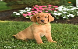 Labrador Retriever dogs for sale: Shirley - Image 4
