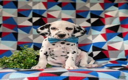 Dalmatian dogs for sale: Lazarus - Image 1