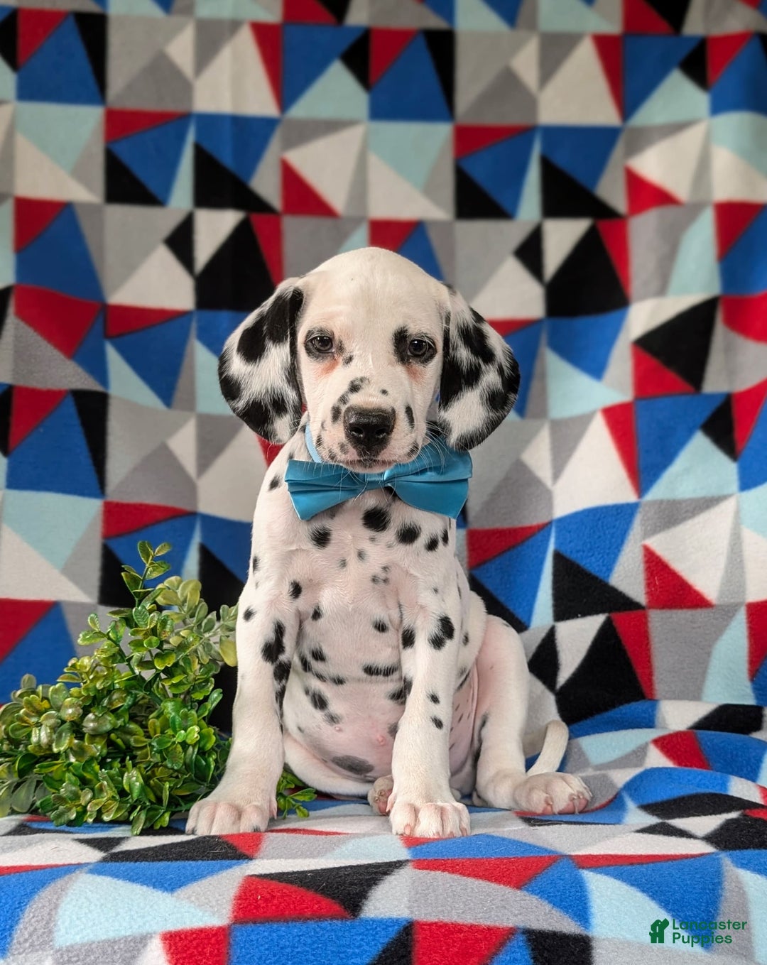 Dalmatian dogs for sale: Lazarus - Image 1