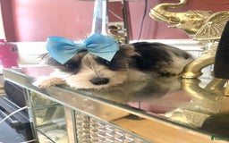 Yorkshire Terrier dogs for sale: Patrick Starr - Image 55