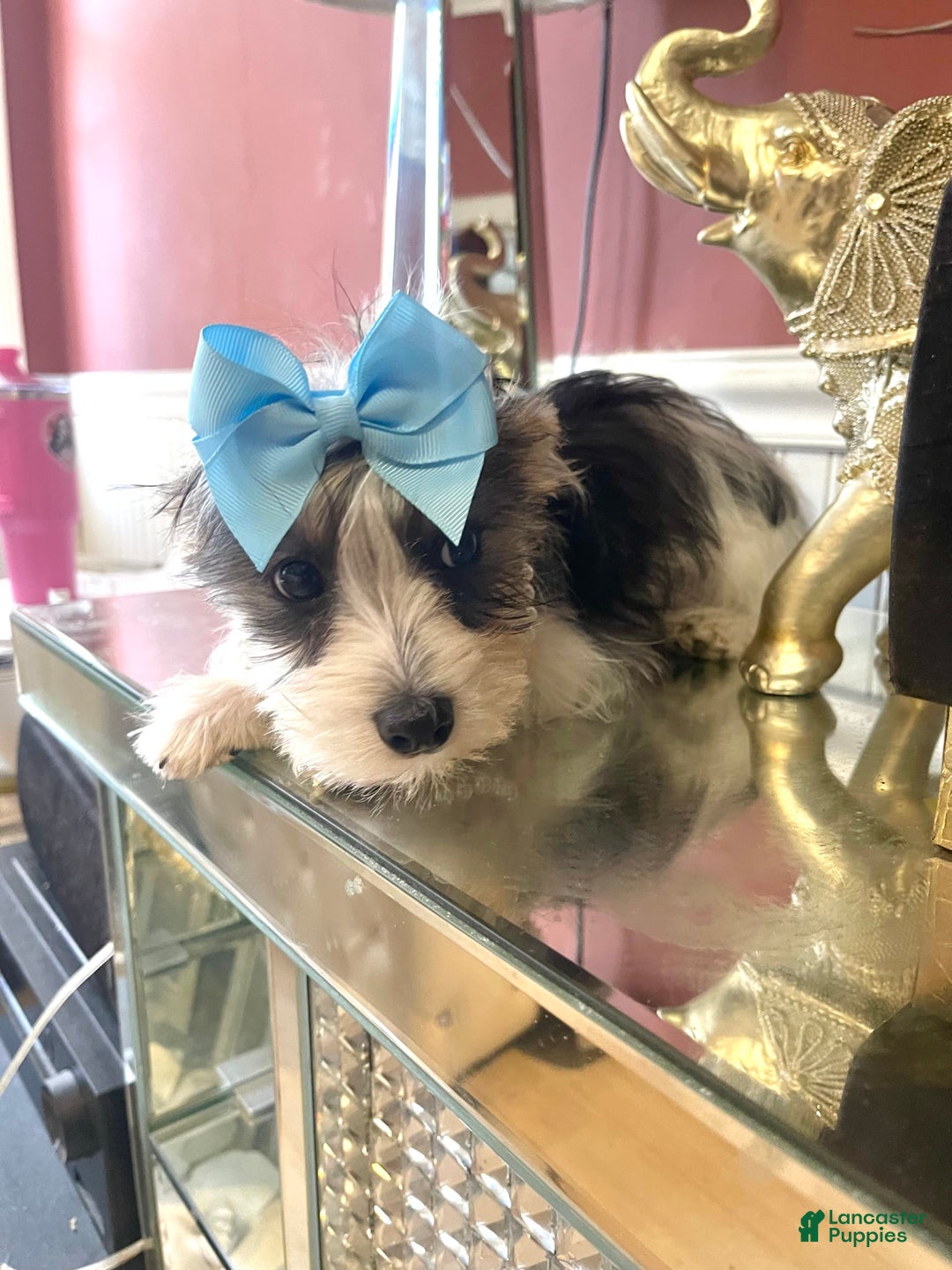 Yorkshire Terrier dogs for sale: Patrick Starr - Image 55