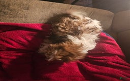 Shih Tzu dogs for sale: Not Named - Image 17