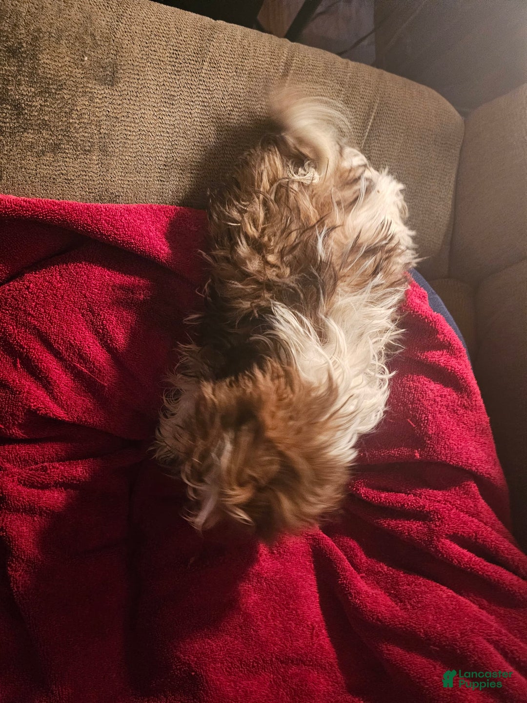 Shih Tzu dogs for sale: Not Named - Image 17