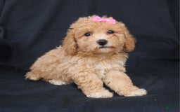 Bichpoo dogs for sale: Betsy - Image 3