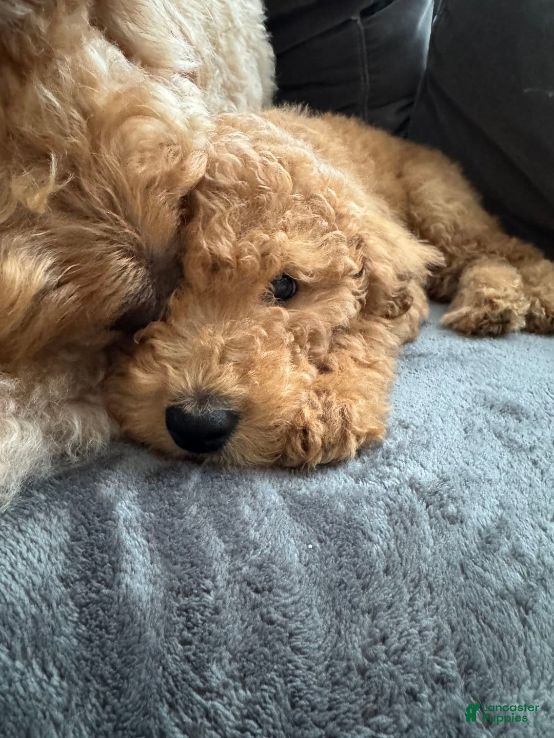 Goldendoodle dogs for sale: Coda - Image 5