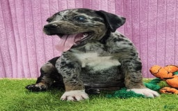 Catahoula Leopard Dog dogs for sale: Duchess 2025 Female 6 - Image 10